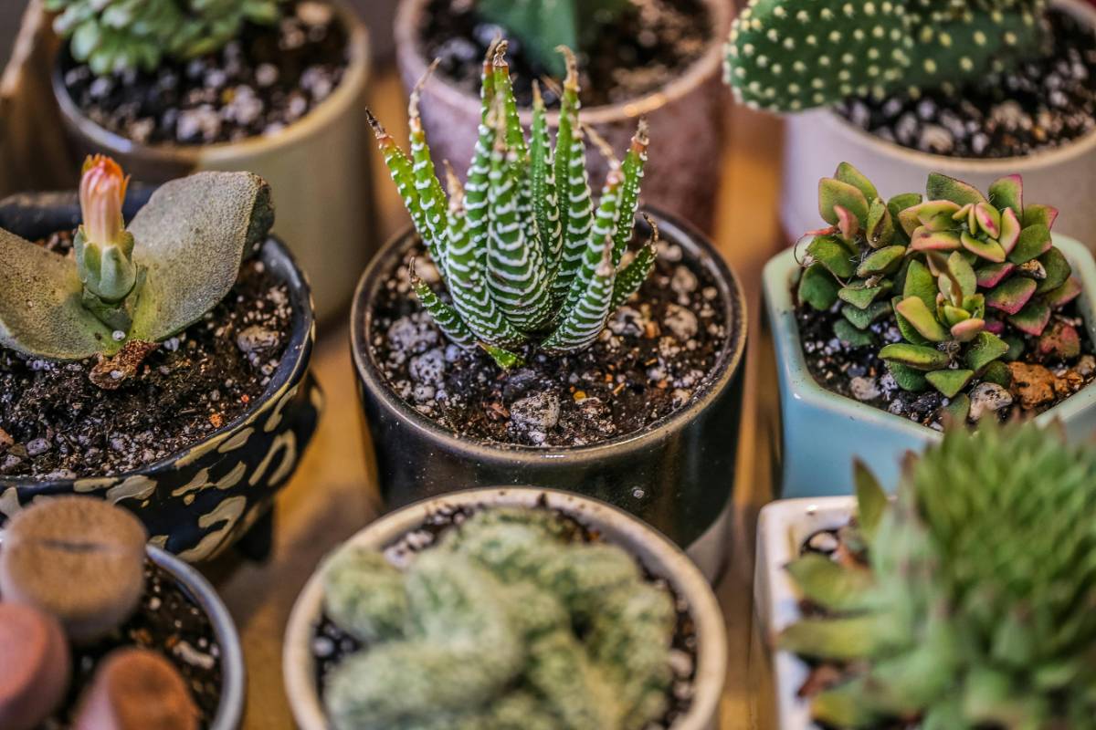 Maximizing Small Budgets: Decorating Tips for Cost-Effective Living